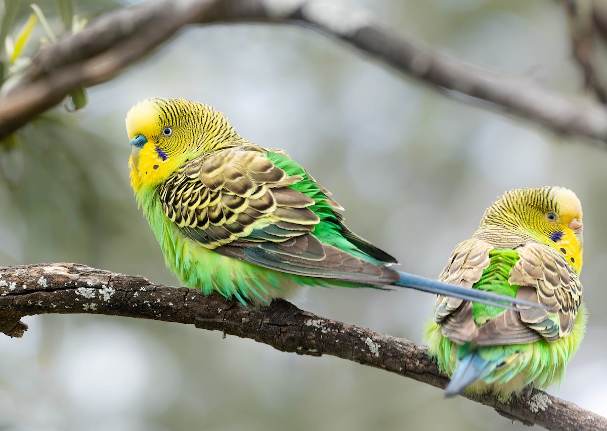 Budgerigar - ML501733741