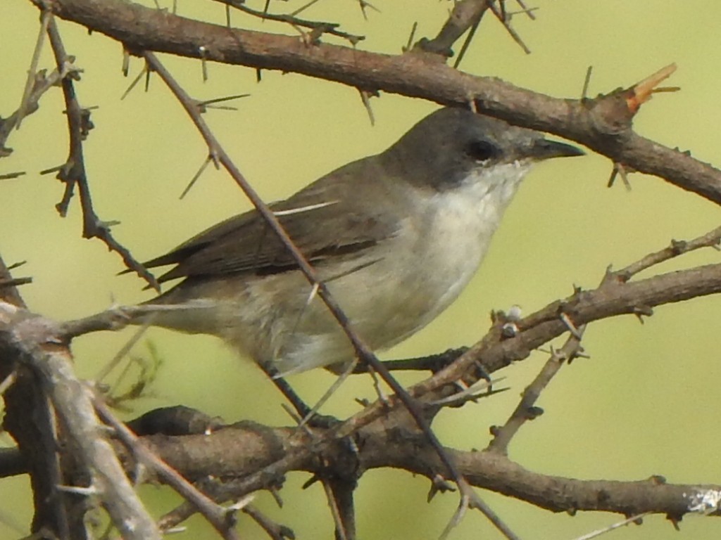 Lesser Whitethroat (Hume's) - ML501735031