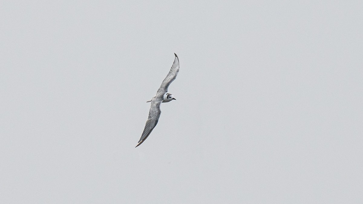 White-winged Tern - sarawin Kreangpichitchai