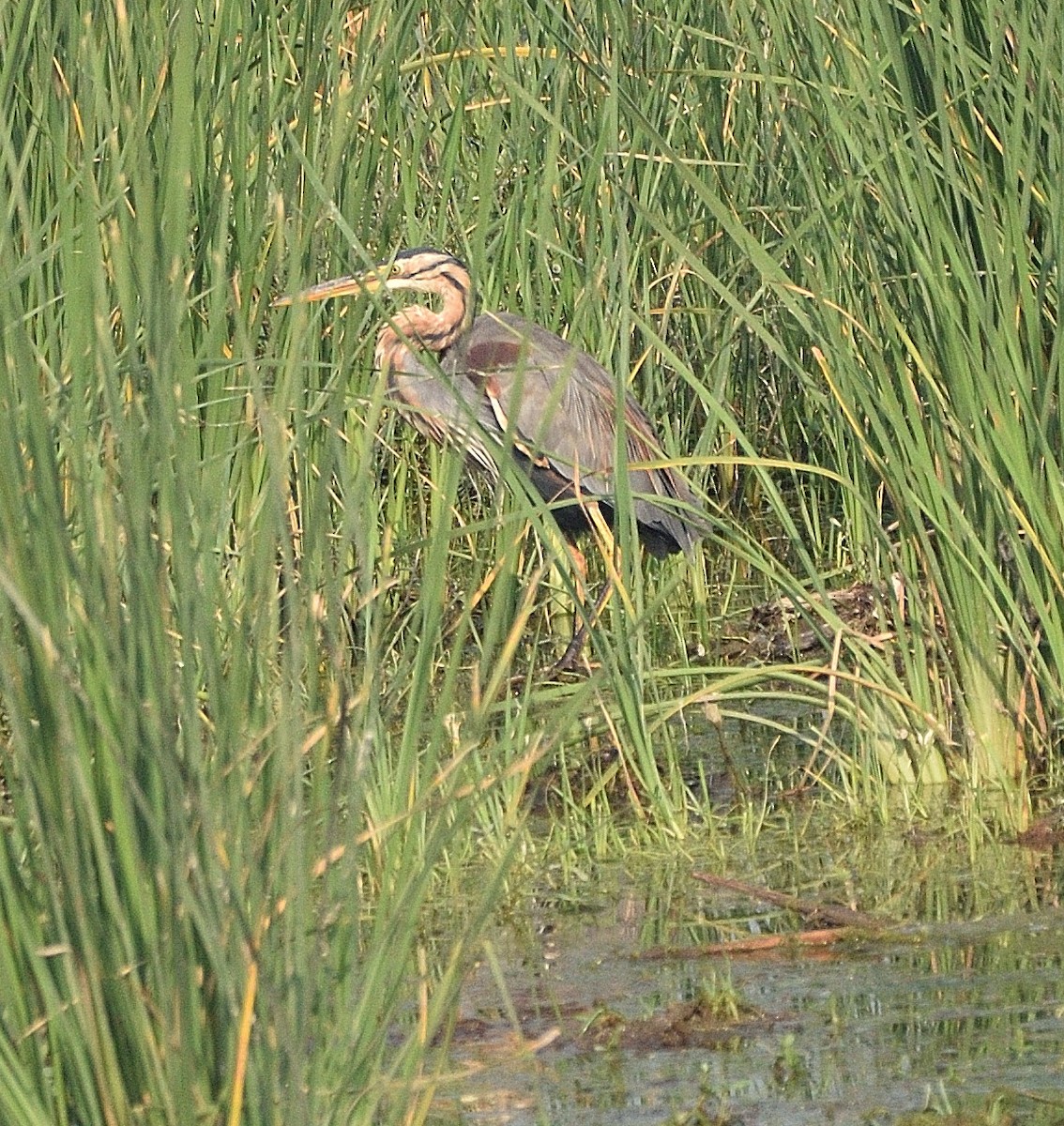 Purple Heron - Arun Prabhu