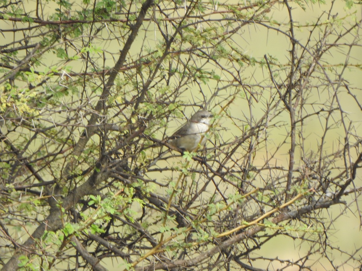 Lesser Whitethroat (Hume's) - ML501735381