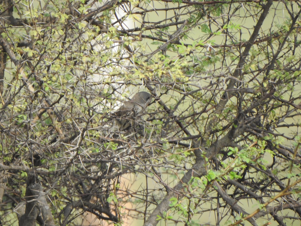 Lesser Whitethroat (Hume's) - Arulvelan Thillainayagam