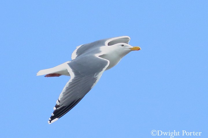 Western Gull - Dwight Porter