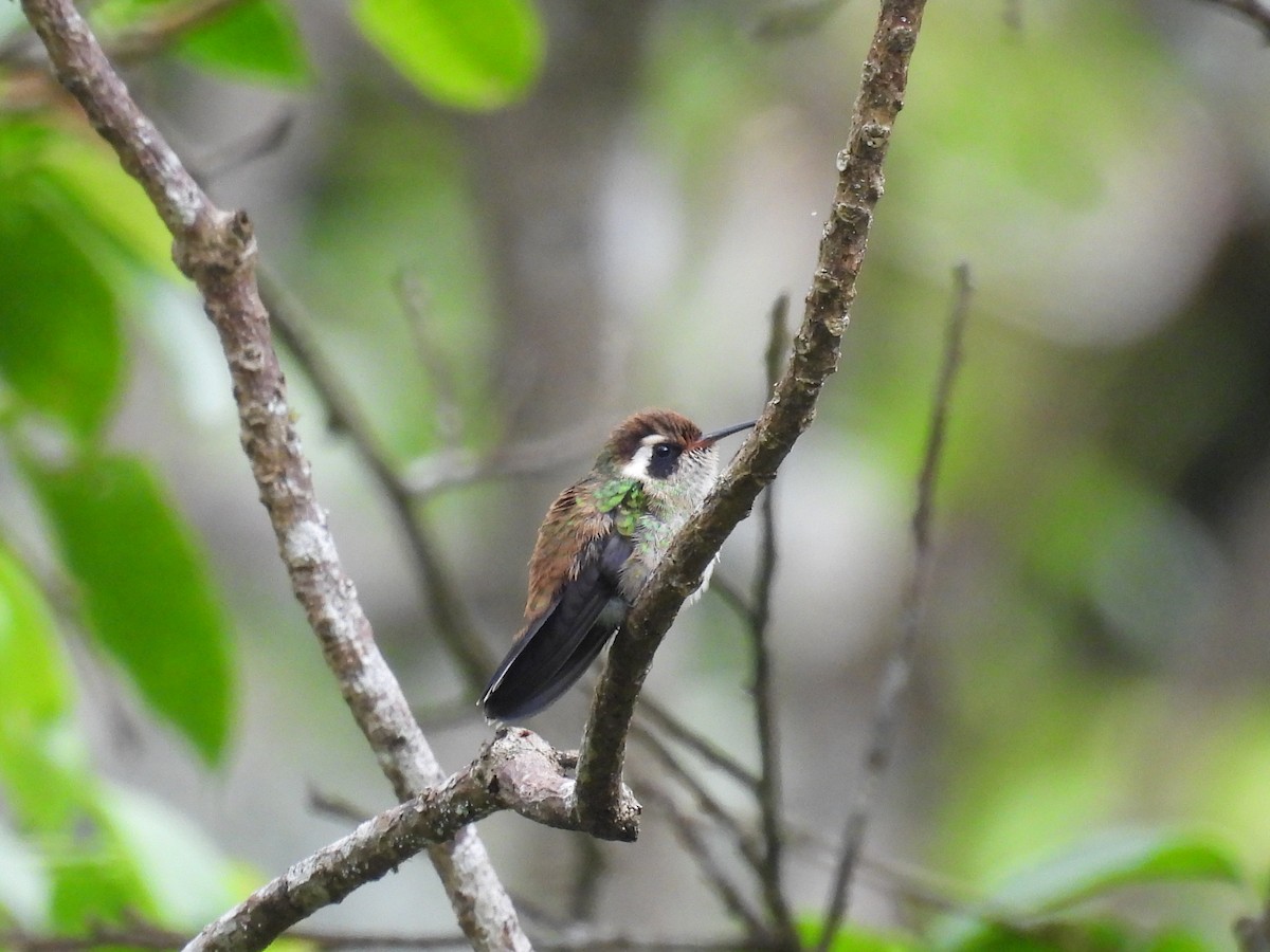 White-eared Hummingbird - ML501735661