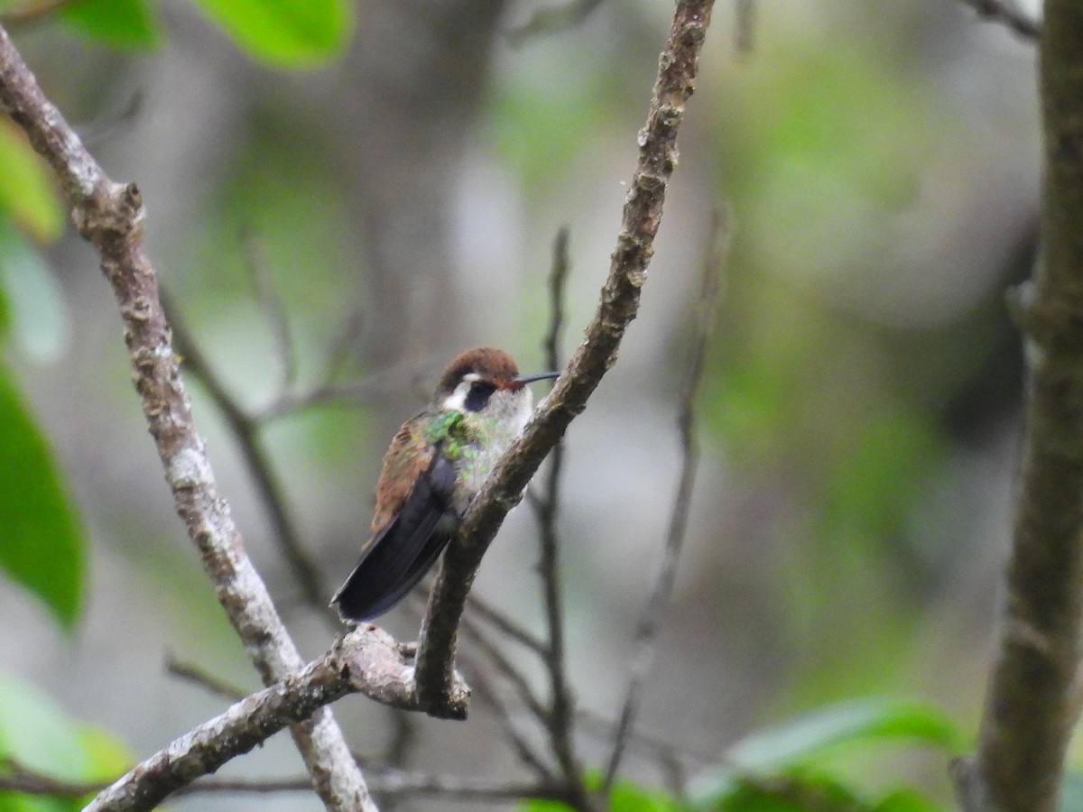 White-eared Hummingbird - ML501735671