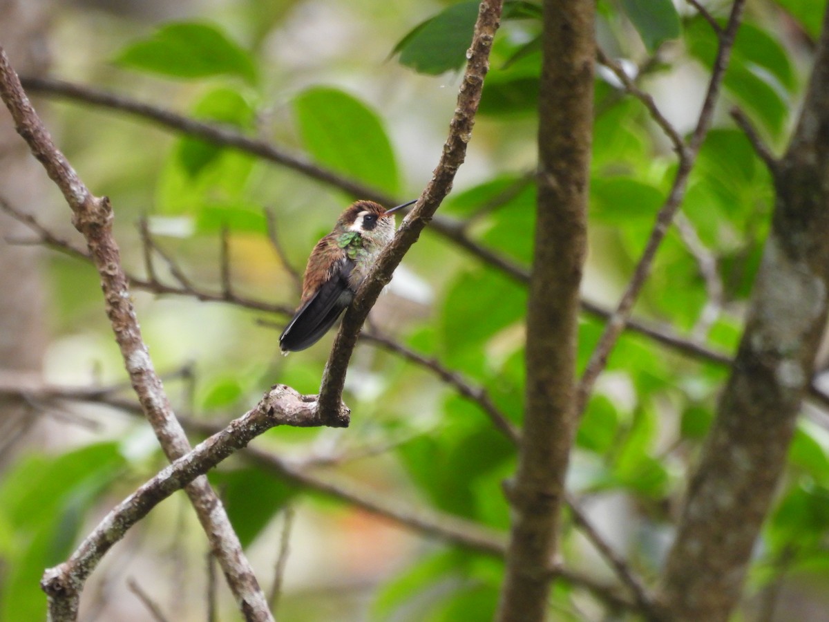 White-eared Hummingbird - ML501735681