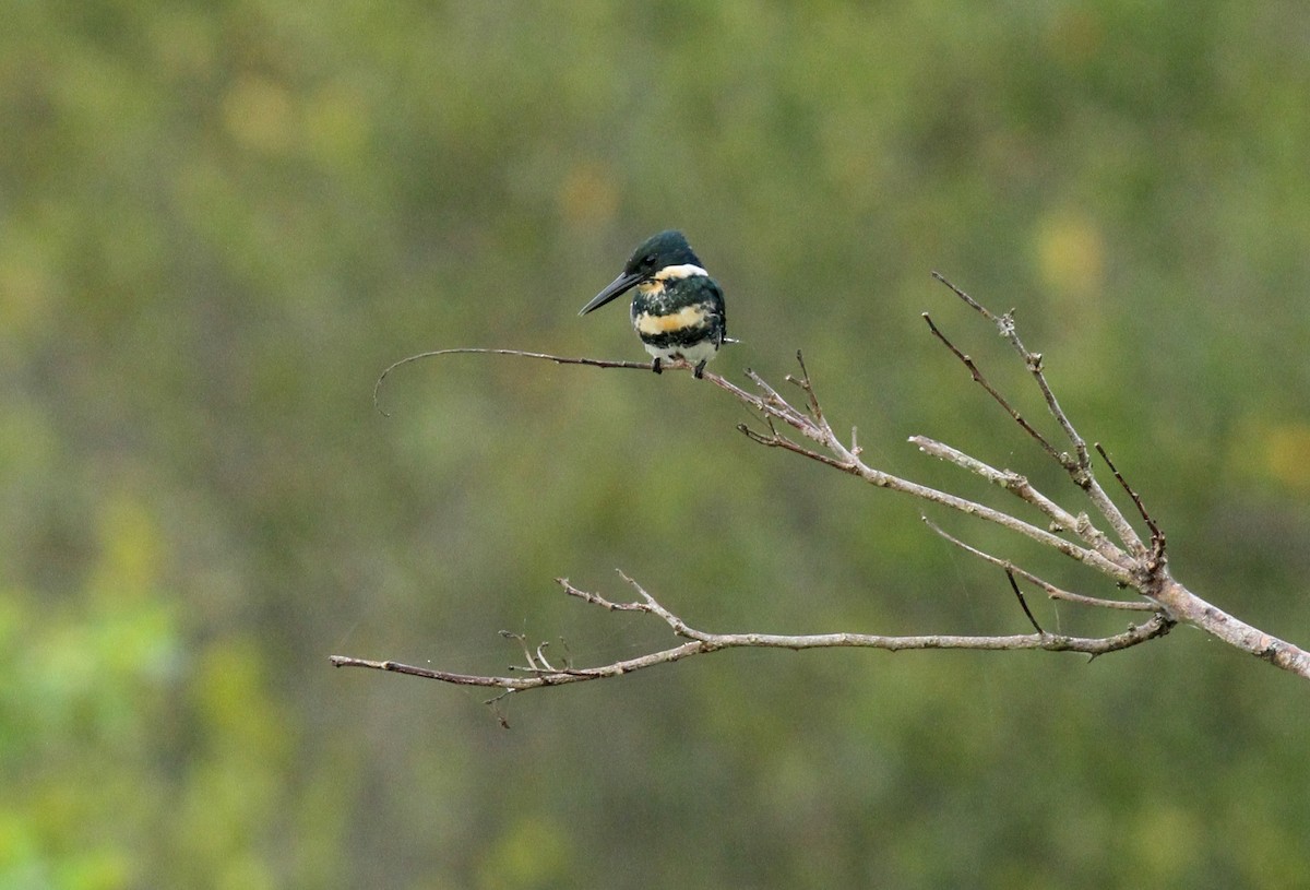 Martin-pêcheur vert - ML501736031