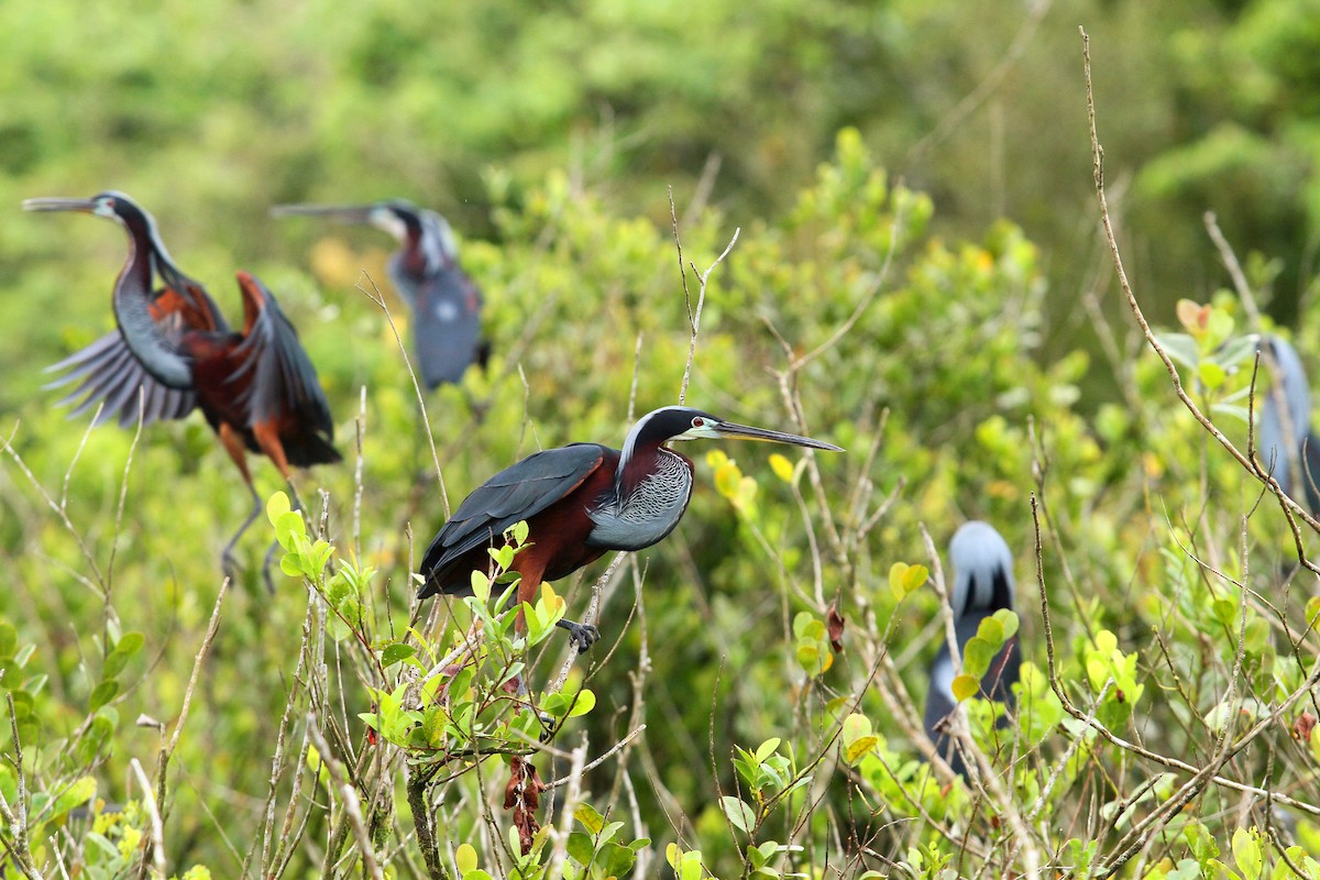 Agami Heron - Vincent Rufray