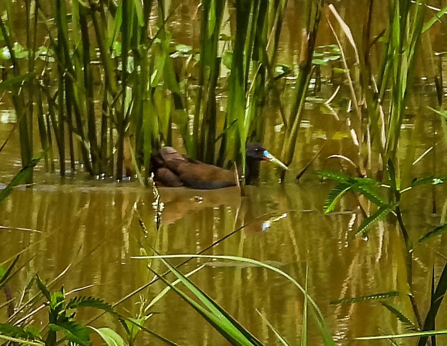 Plumbeous Rail - ML501738591