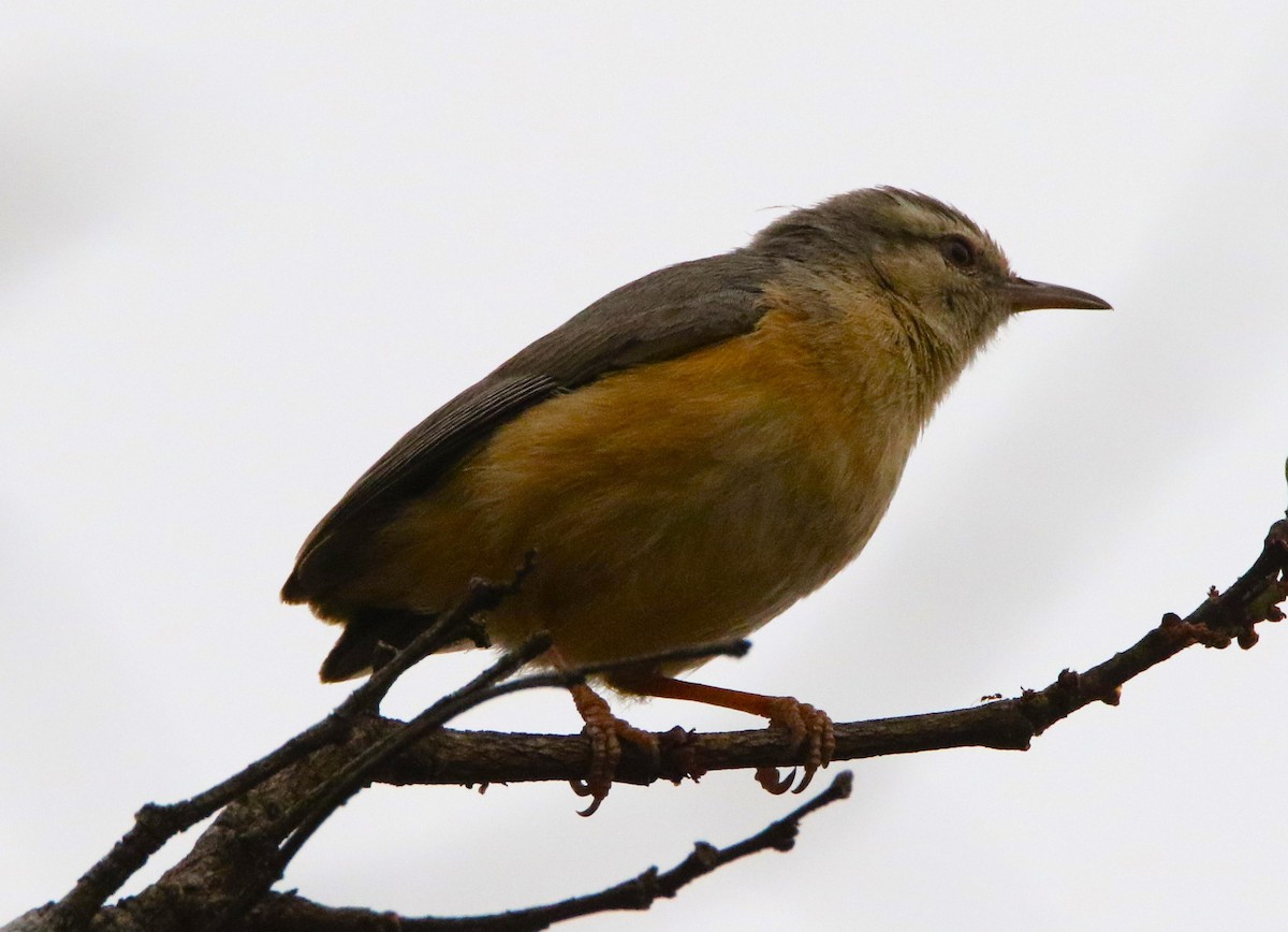 Long-billed Crombec - ML501739541