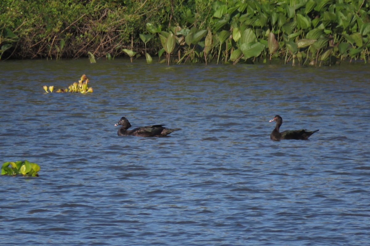 Muscovy Duck - ML501741911