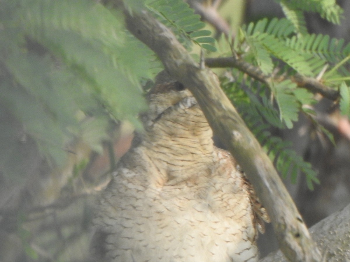 Eurasian Wryneck - ML501742041