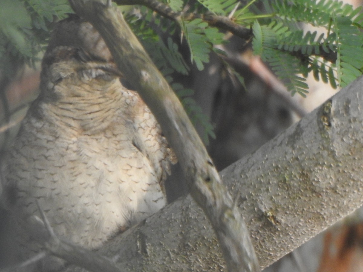 Eurasian Wryneck - ML501742051