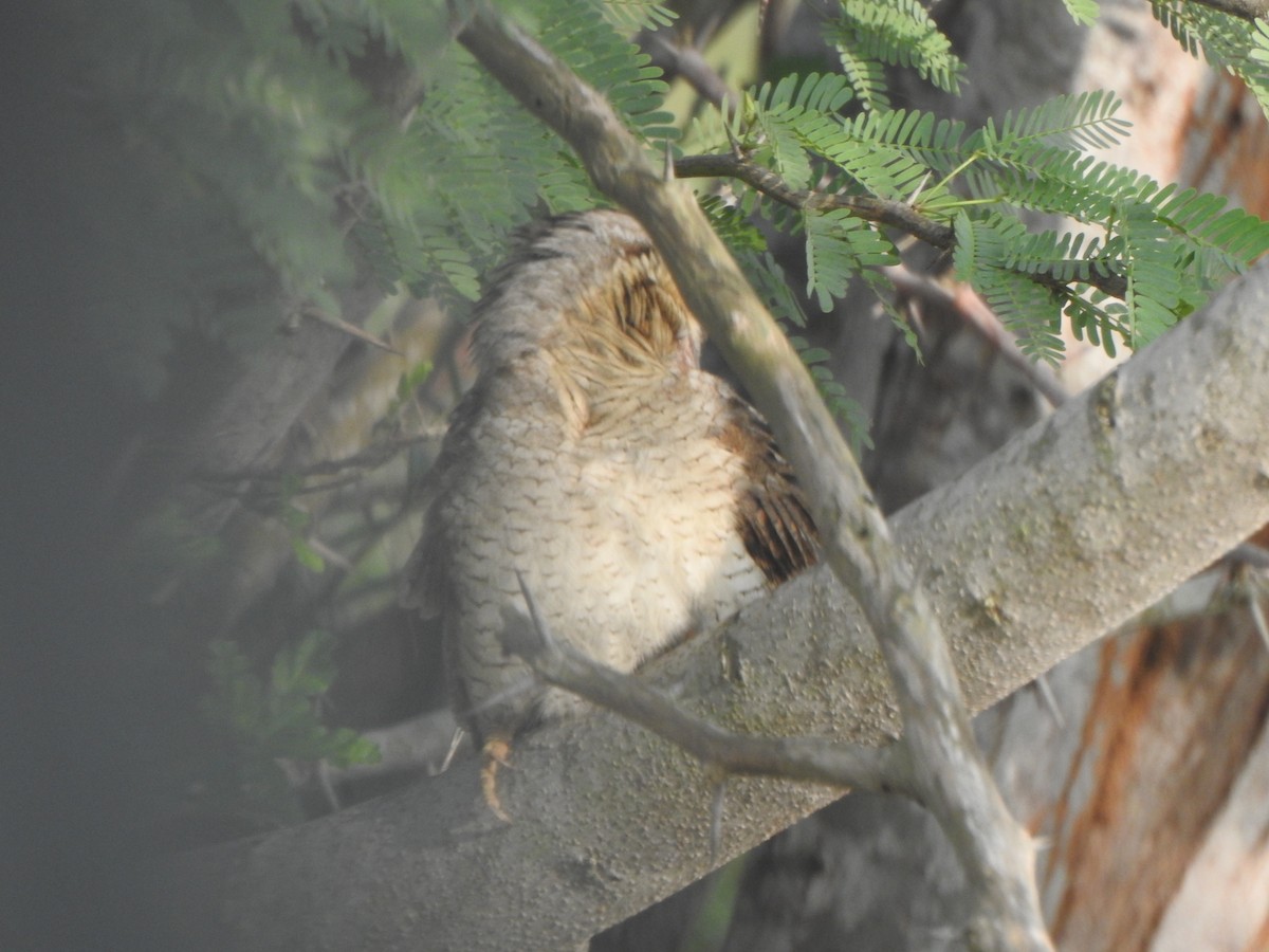 Eurasian Wryneck - Arulvelan Thillainayagam