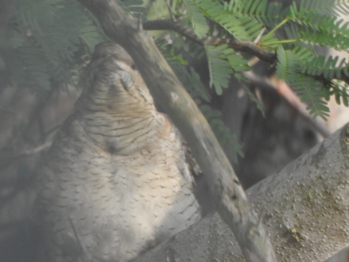 Eurasian Wryneck - ML501742121