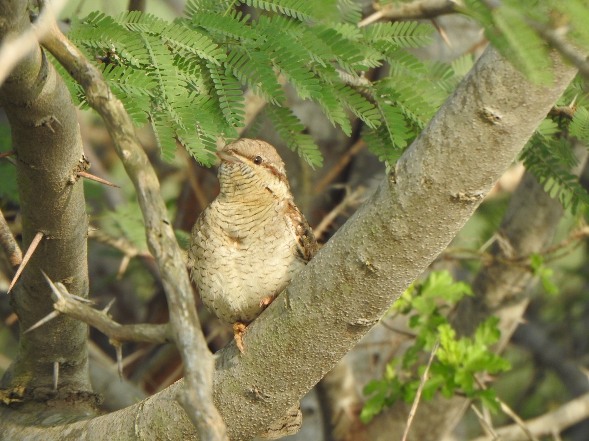 Eurasian Wryneck - ML501742141