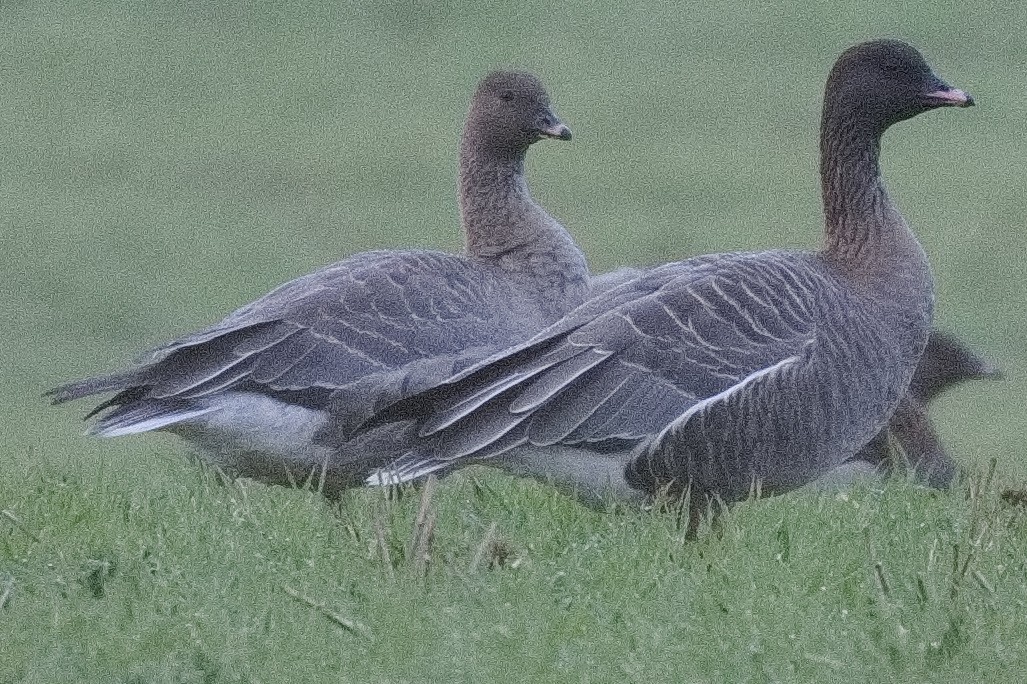 Pink-footed Goose - ML501742151