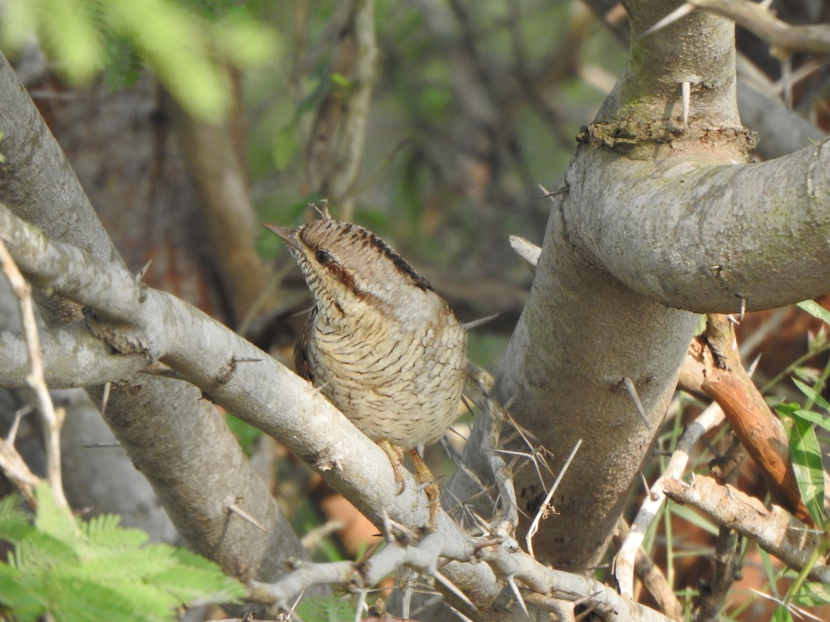 Eurasian Wryneck - ML501742351