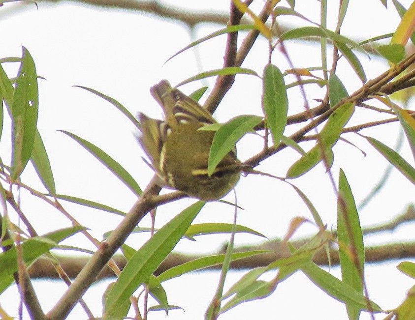 Yellow-browed Warbler - ML501742951