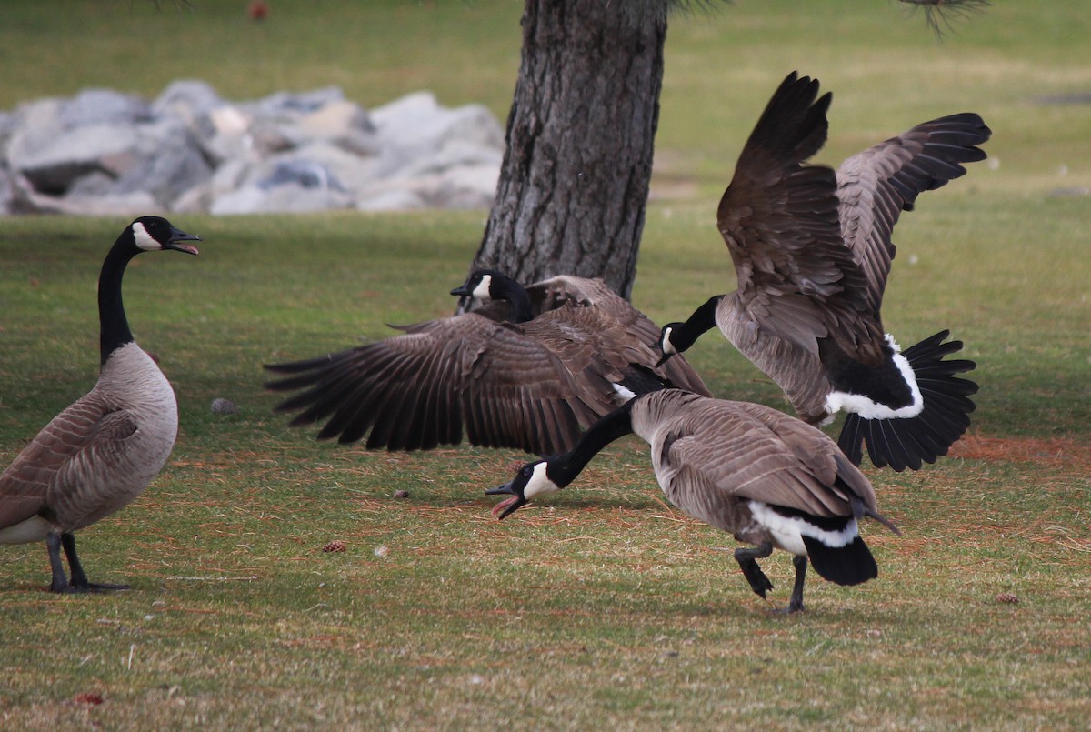 Canada Goose - ML50174371