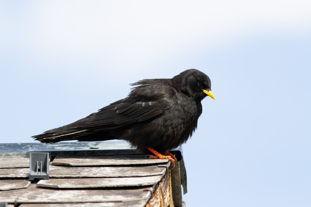 Yellow-billed Chough - Julian Teh