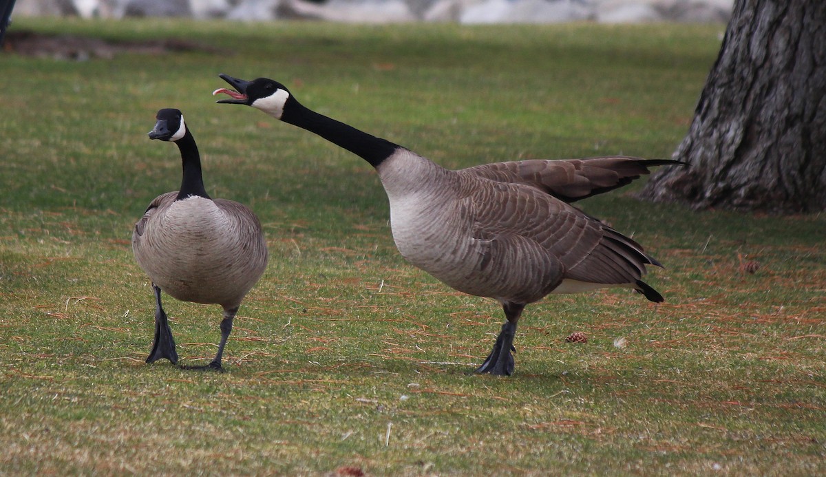 Canada Goose - Esme Rosen