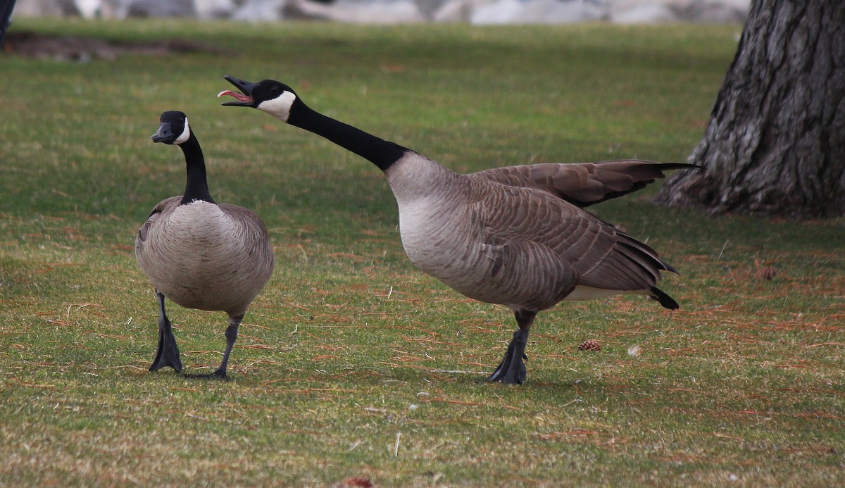 Canada Goose - ML50174411