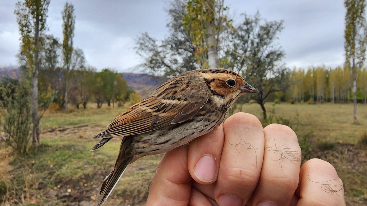 Little Bunting - ML501744481