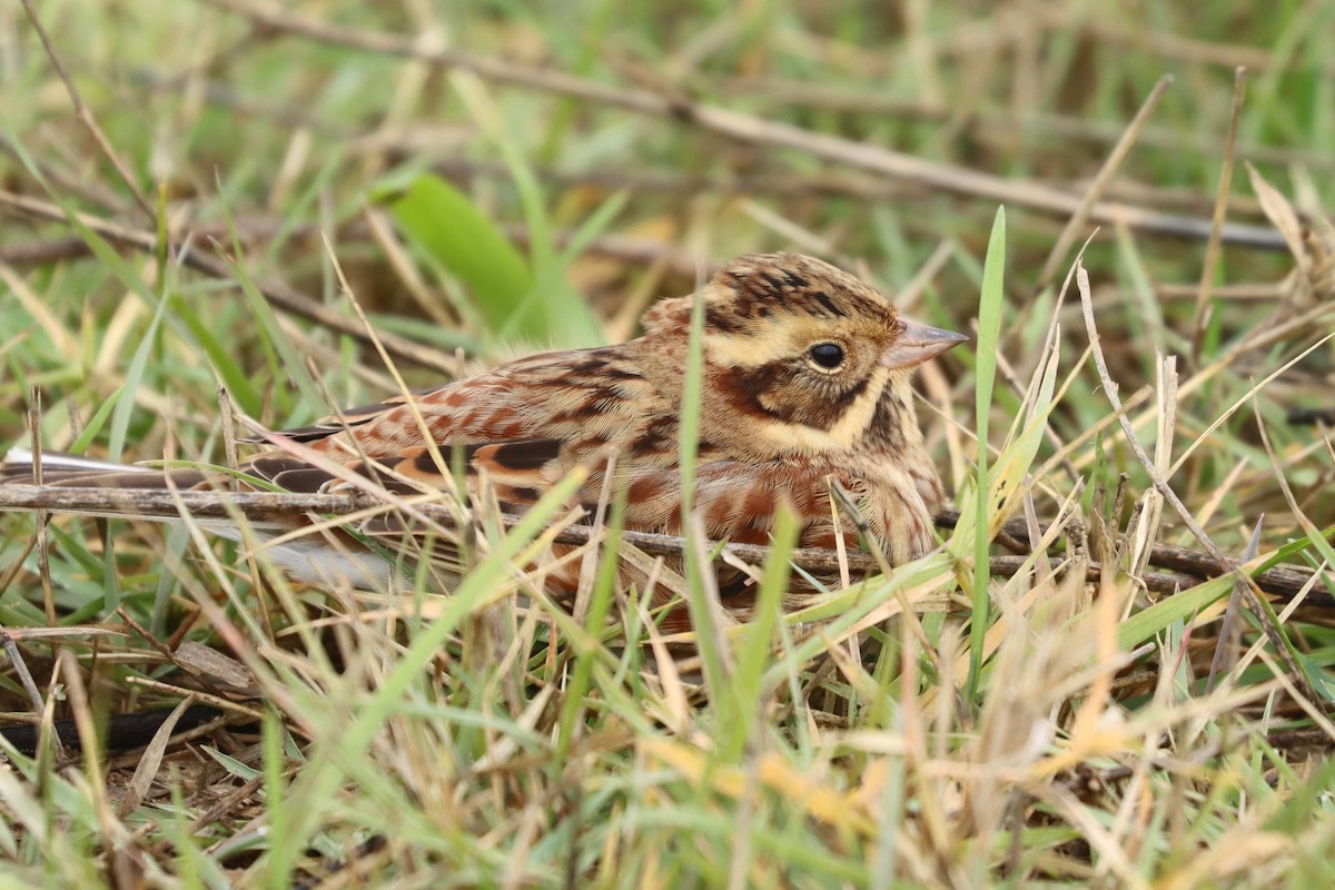 Rustic Bunting - ML501744541