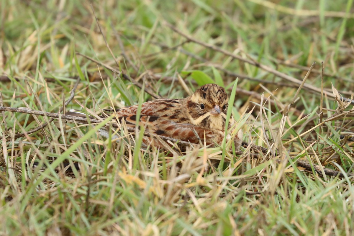 Rustic Bunting - ML501744561