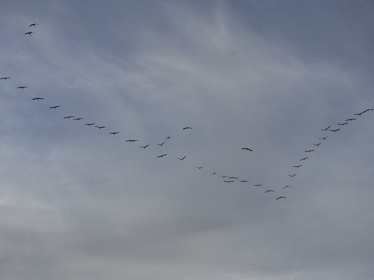 Common Crane - ML501744811