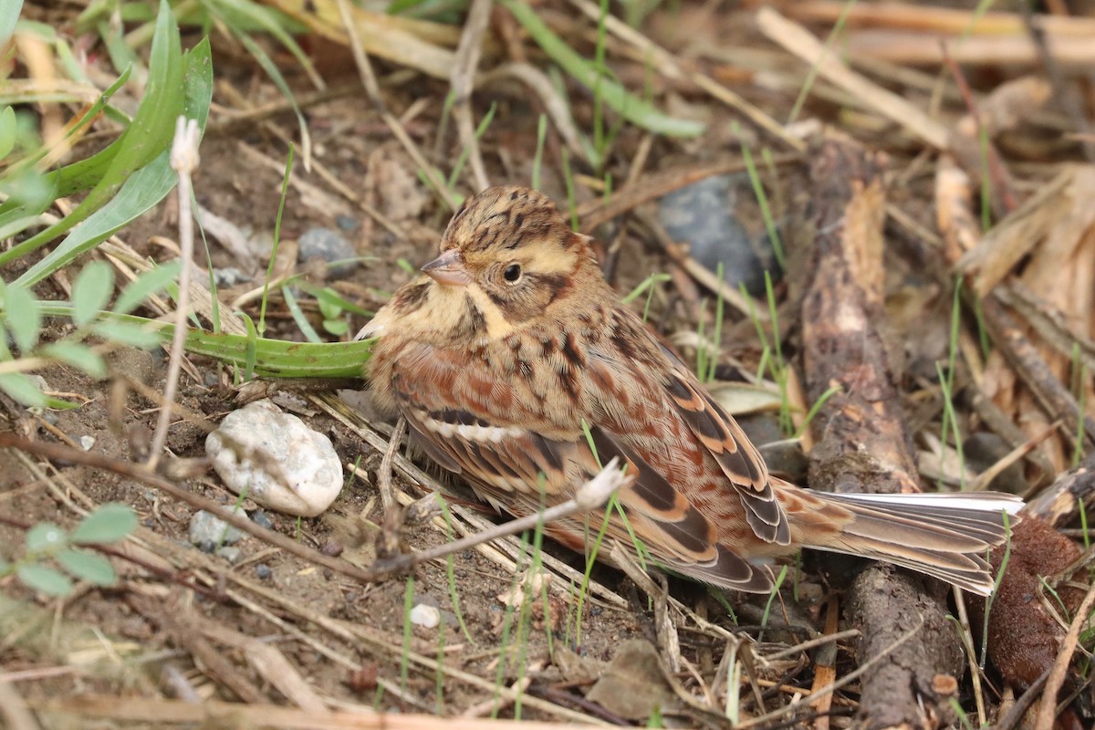 Rustic Bunting - Max Ko