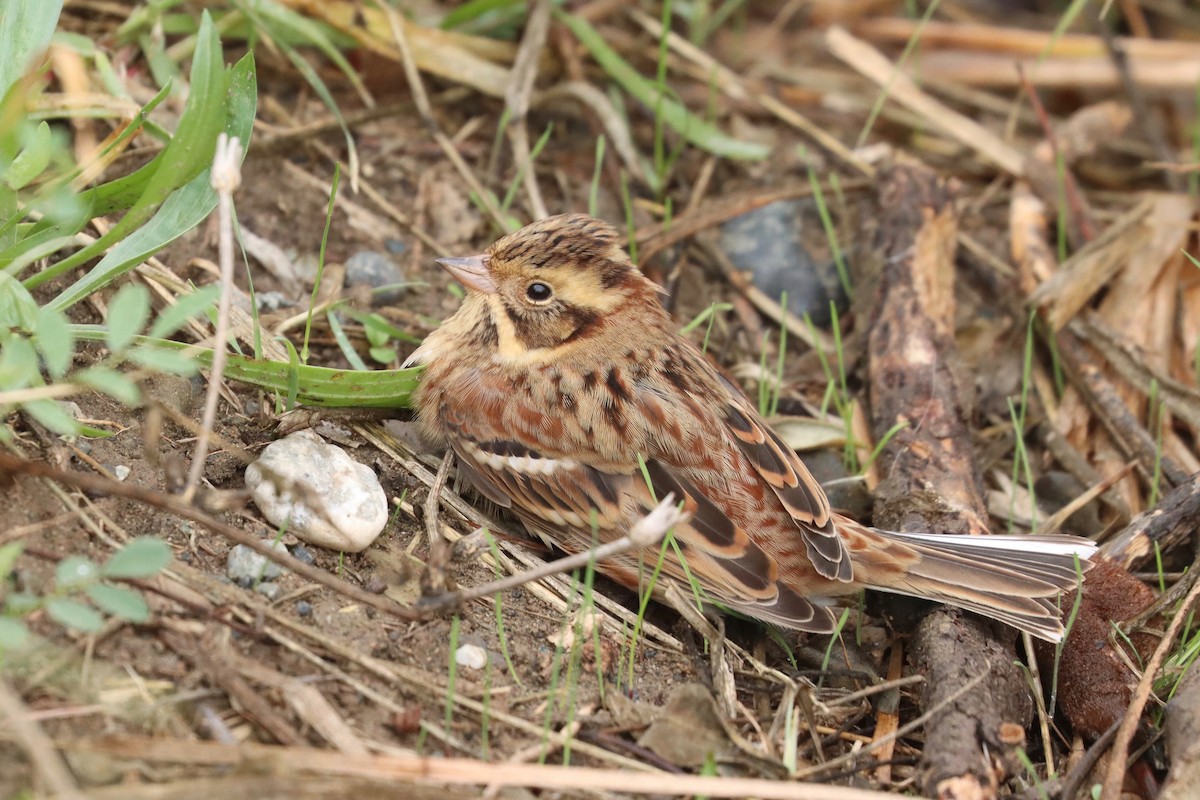 Rustic Bunting - ML501744961