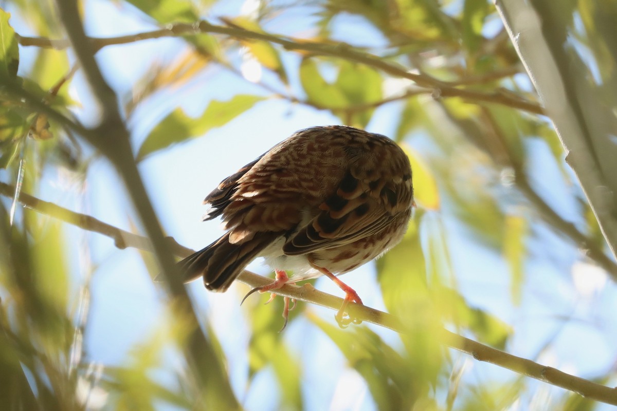 Rustic Bunting - ML501745001