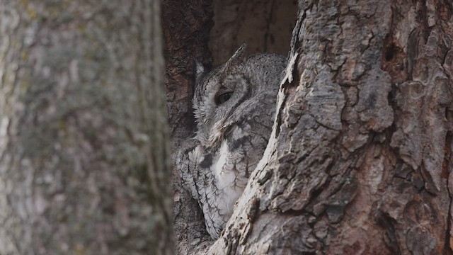 Eastern Screech-Owl - ML501745661