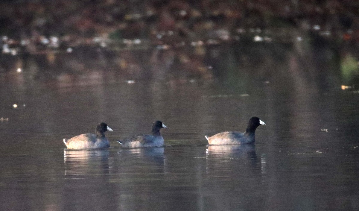 American Coot - Jeffrey Hall