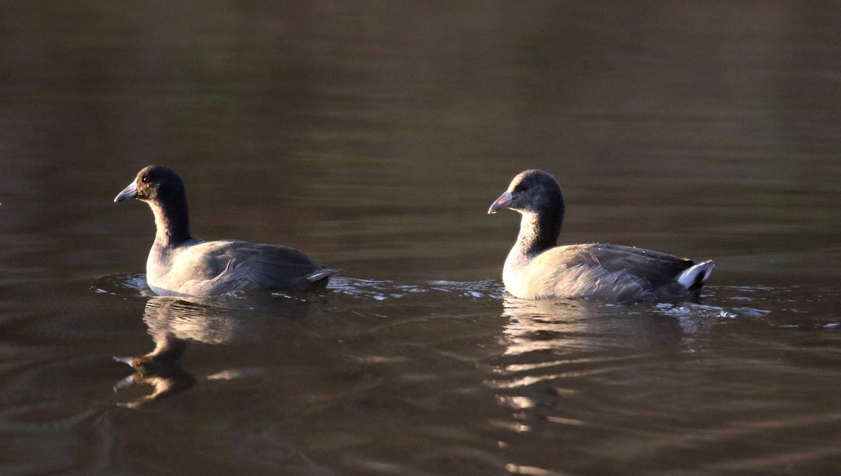 American Coot - ML501746691