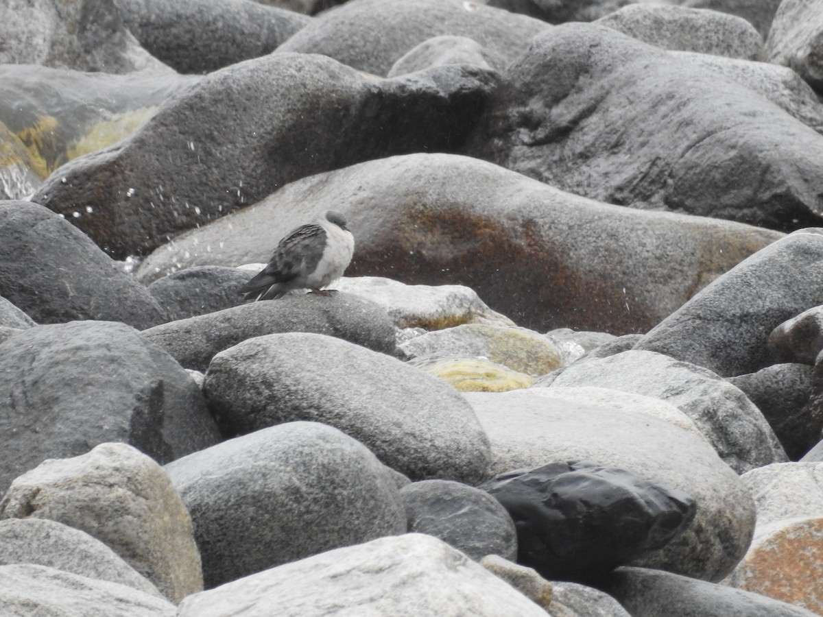 Pigeon des neiges - ML501748121