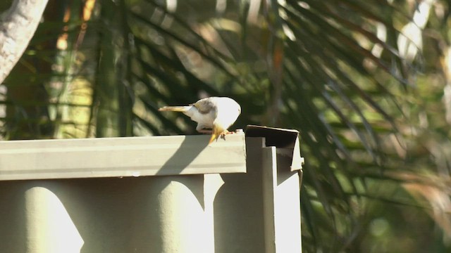 Yellow-throated Miner - ML501748141