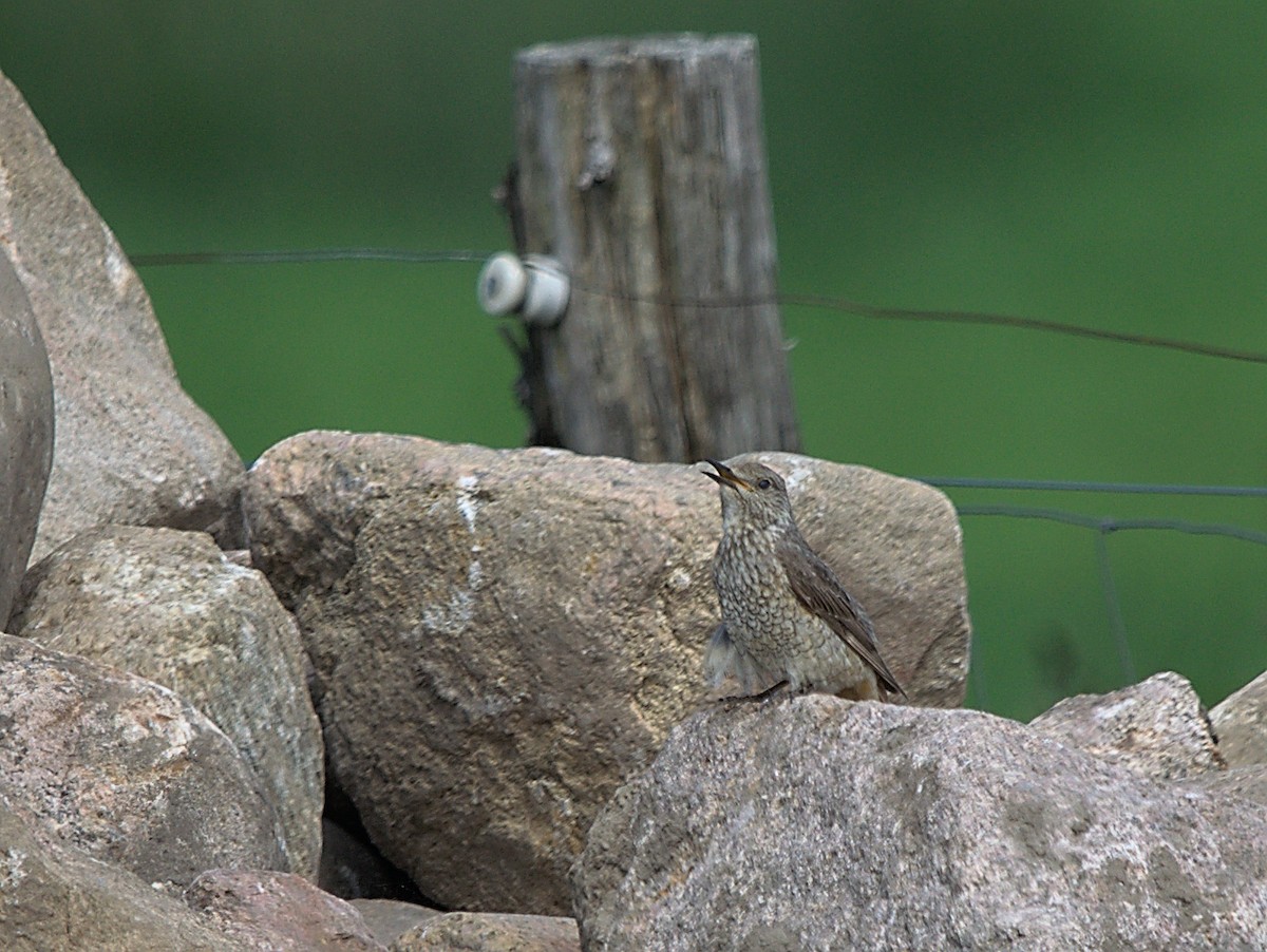 Rufous-tailed Rock-Thrush - ML501748251