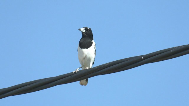 Pied Butcherbird - ML501749051