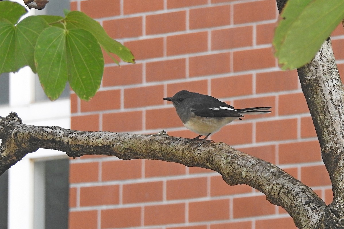 Oriental Magpie-Robin - ML501749971