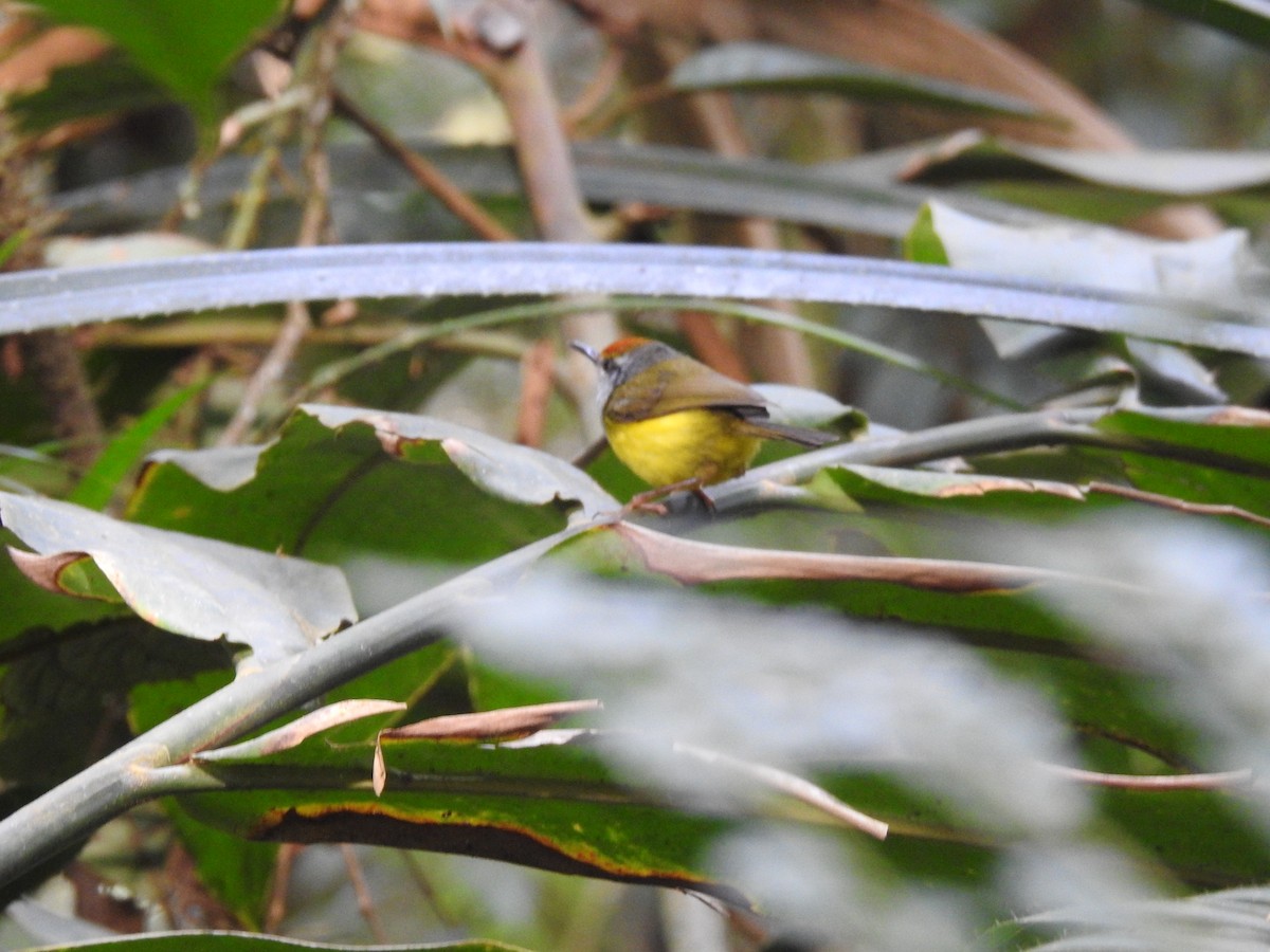 Mountain Tailorbird - ML501750861