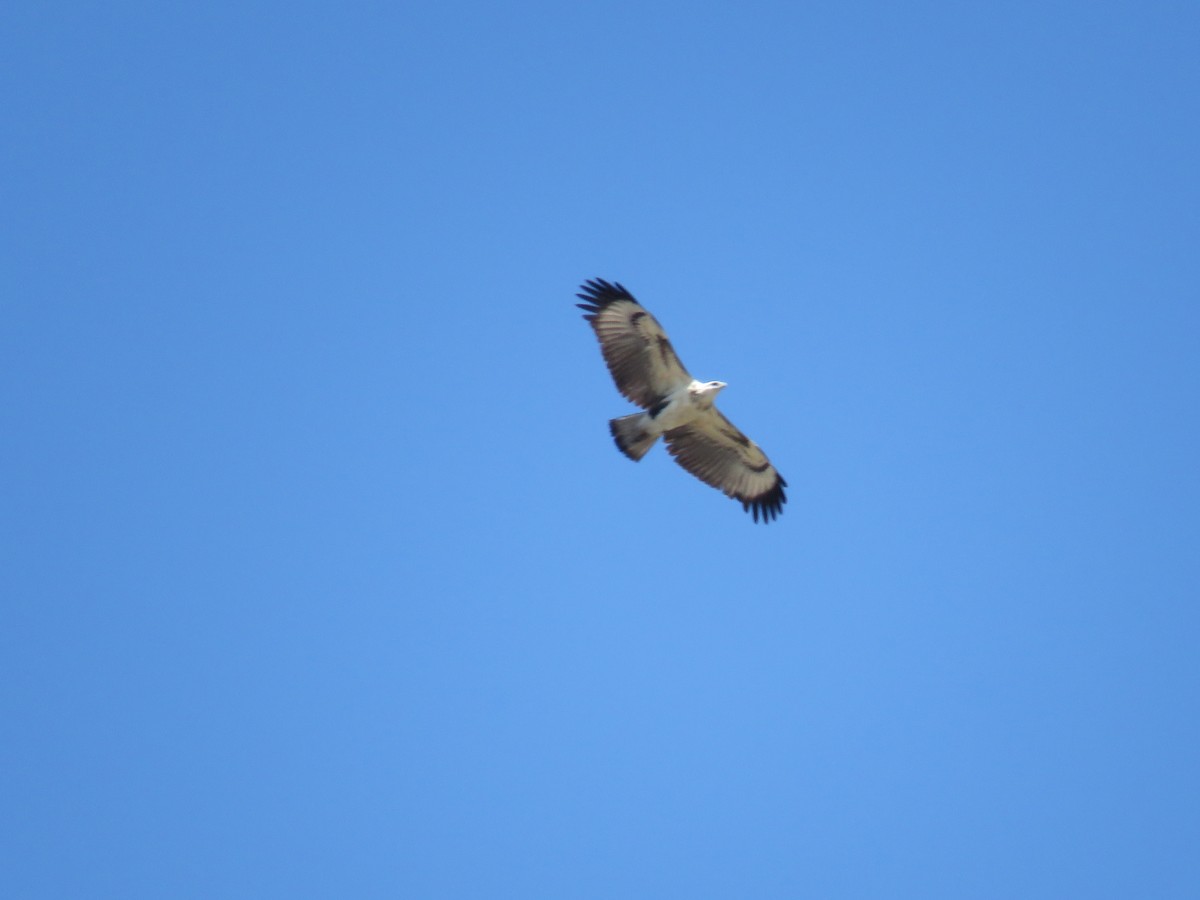 Águila de Azara - ML501751481