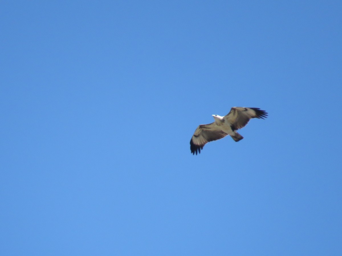 Águila de Azara - ML501751511