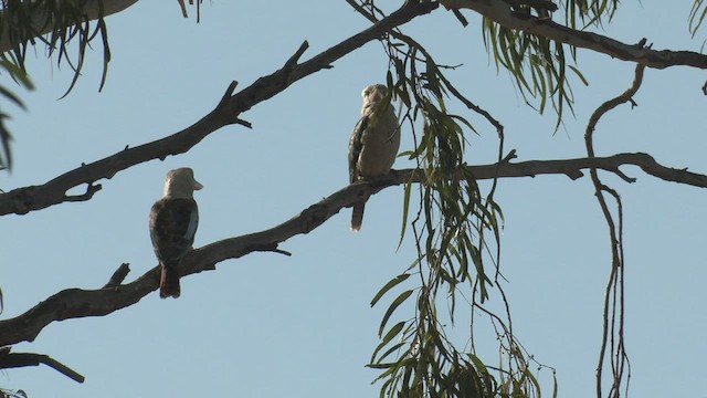 Blue-winged Kookaburra - ML501752061