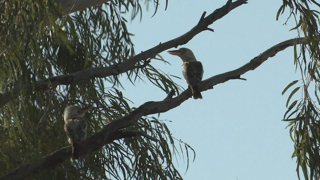 Martin-chasseur à ailes bleues - ML501752081