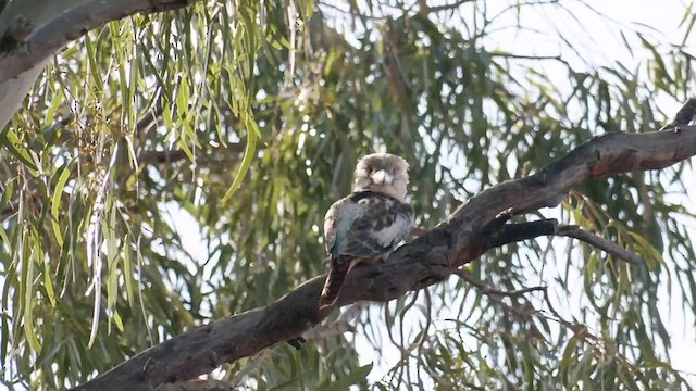 Blue-winged Kookaburra - ML501752101