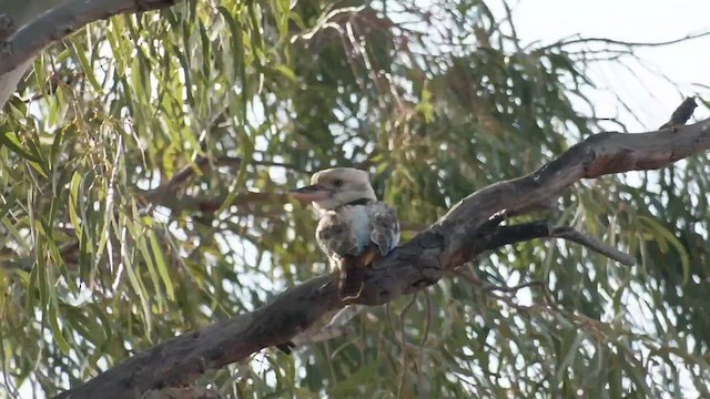 Blue-winged Kookaburra - ML501752121