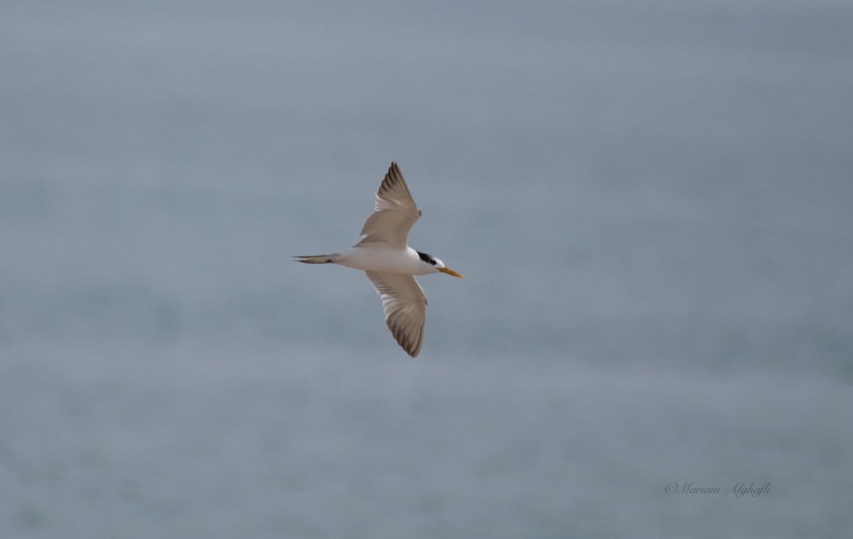Lesser Crested Tern - mariam alghafli